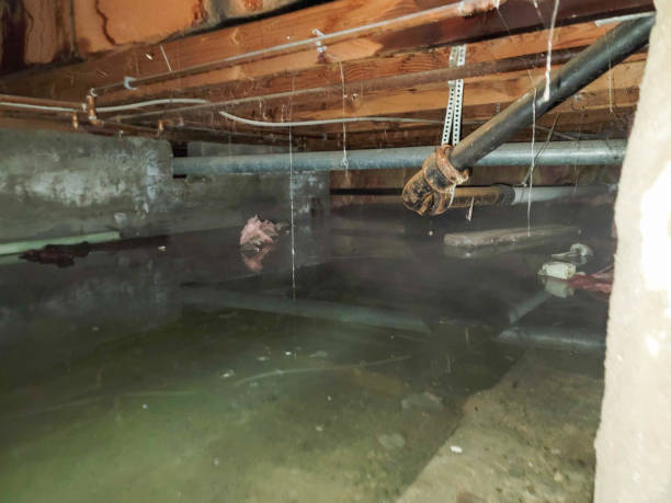Best Water damage restoration near me  in Moon Lake, FL