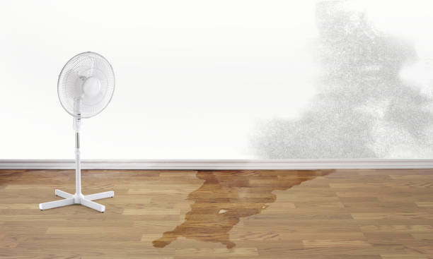 Best Sewage cleanup and water damage restoration  in Moon Lake, FL